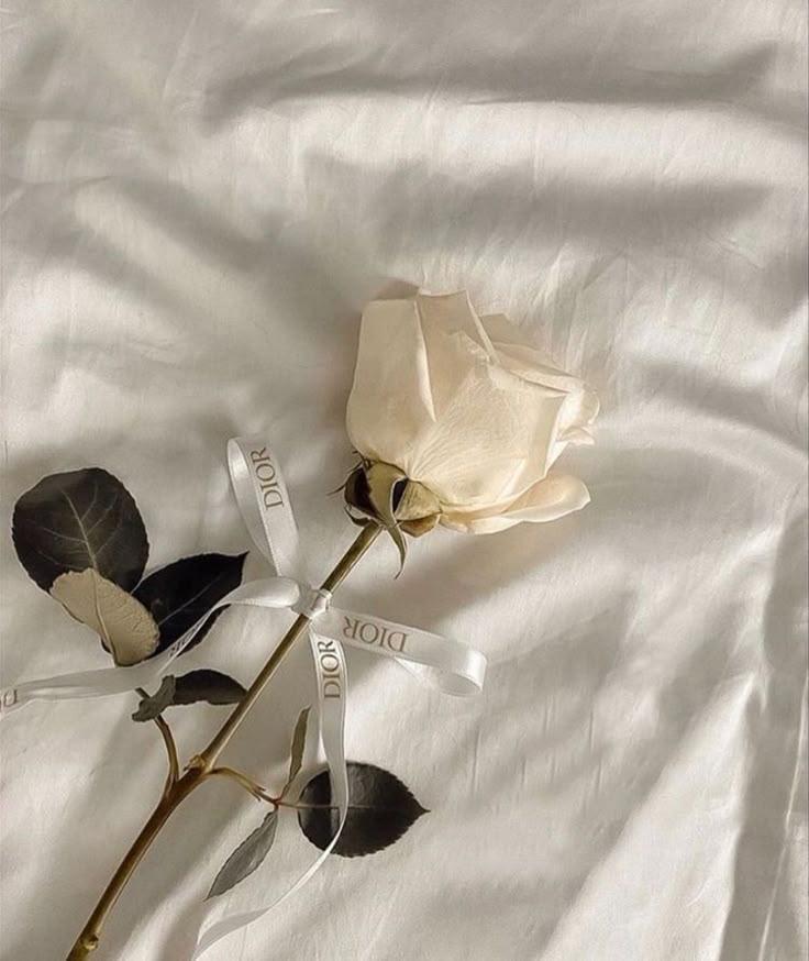 Velvet Petal Symphony: Elegance Defined